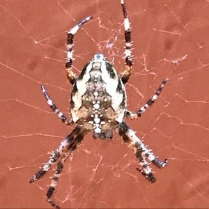 Meet your Posher, Dave